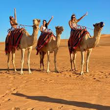tourists enjoying camel rides, henna tattoo on hands, bbq dinner in rak desert, quad biking and dune buggy with bufffet dinner, shisha on a rak desert safari