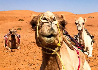 tourists enjoying camel rides, bbq, dune bashing, belly dance on the red sand of dubai desert at big red on a desert safari from bur dubai