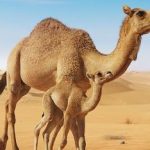 dubai desert safari for pregnant